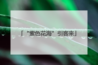 “紫色花海”引客来