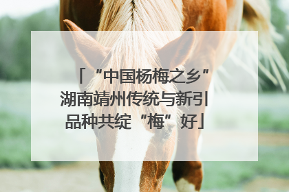 “中国杨梅之乡”湖南靖州传统与新引品种共绽“梅”好