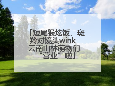 短尾猴炫饭、斑羚对镜头wink 云南山林萌物们“营业”啦