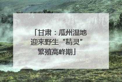 甘肃：瓜州湿地迎来野生“精灵”繁殖高峰期