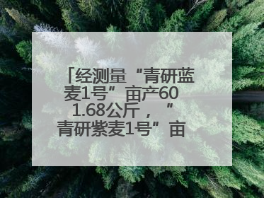 经测量“青研蓝麦1号”亩产601.68公斤，“青研紫麦1号”亩产671公斤