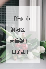 信阳市浉河区：葡萄架下日子甜