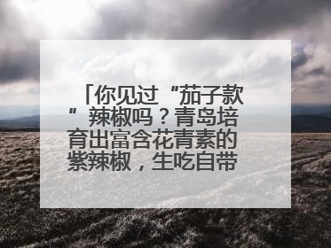 你见过“茄子款”辣椒吗？青岛培育出富含花青素的紫辣椒，生吃自带水果甜