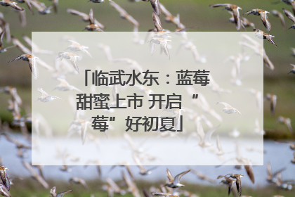 临武水东：蓝莓甜蜜上市 开启“莓”好初夏