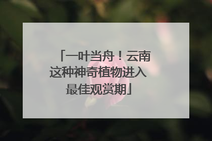 一叶当舟！云南这种神奇植物进入最佳观赏期