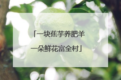 一块蕉芋养肥羊 一朵鲜花富全村