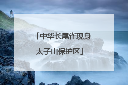 中华长尾雀现身太子山保护区