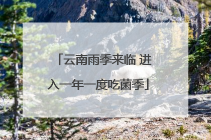 云南雨季来临 进入一年一度吃菌季