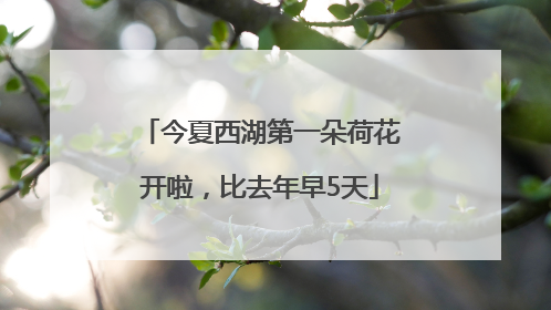 今夏西湖第一朵荷花开啦，比去年早5天