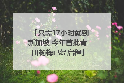 只需17小时就到新加坡 今年首批青田杨梅已经启程
