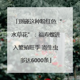 别碰这种粉红色“水草花”：福寿螺进入繁殖旺季 寄生虫多达6000条