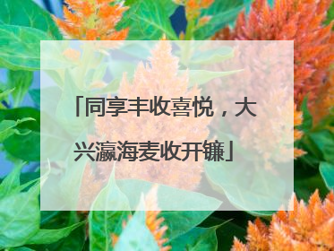 同享丰收喜悦，大兴瀛海麦收开镰
