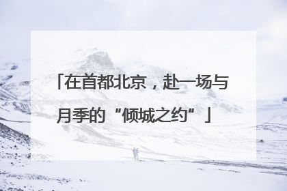 在首都北京，赴一场与月季的“倾城之约”