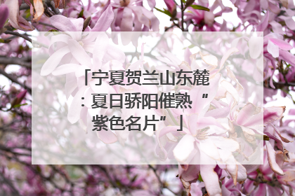 宁夏贺兰山东麓：夏日骄阳催熟“紫色名片”
