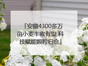 安徽4300多万亩小麦丰收有望 科技赋能颗粒归仓