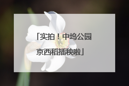 实拍！中坞公园京西稻插秧啦