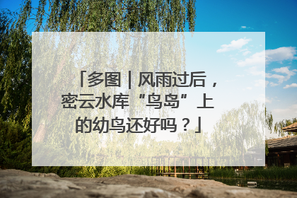 多图｜风雨过后，密云水库“鸟岛”上的幼鸟还好吗？