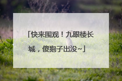 快来围观！九眼楼长城，傻狍子出没~