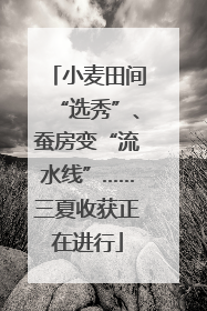 小麦田间“选秀”、蚕房变“流水线”……三夏收获正在进行