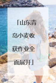 山东青岛小麦收获作业全面展开
