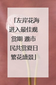 左岸花海进入最佳观赏期 邀市民共赏夏日繁花盛景