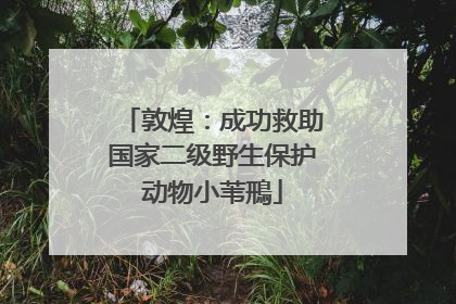 敦煌：成功救助国家二级野生保护动物小苇鳽