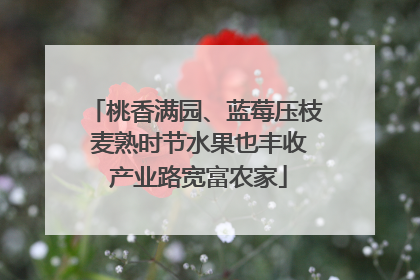 桃香满园、蓝莓压枝 麦熟时节水果也丰收 产业路宽富农家