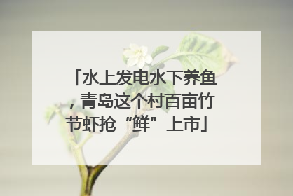 水上发电水下养鱼，青岛这个村百亩竹节虾抢“鲜”上市