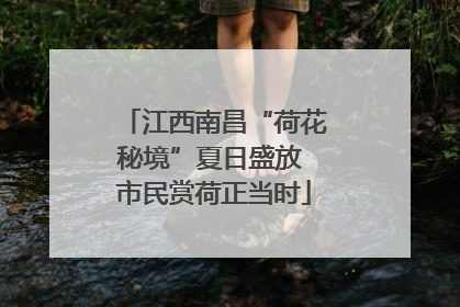 江西南昌“荷花秘境”夏日盛放 市民赏荷正当时