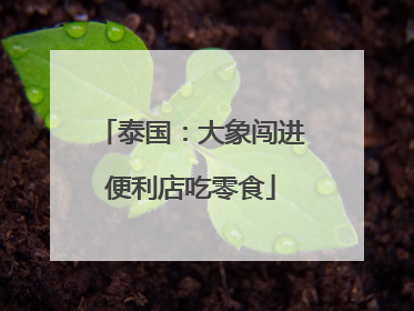 泰国：大象闯进便利店吃零食