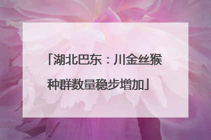 湖北巴东：川金丝猴种群数量稳步增加