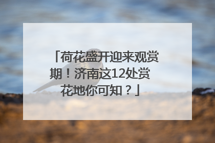 荷花盛开迎来观赏期！济南这12处赏花地你可知？