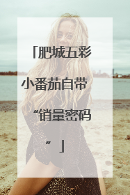 肥城五彩小番茄自带“销量密码”