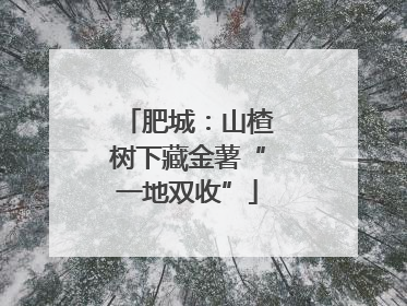 肥城：山楂树下藏金薯“一地双收”