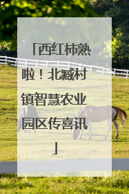 西红柿熟啦！北臧村镇智慧农业园区传喜讯