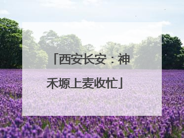 西安长安：神禾塬上麦收忙