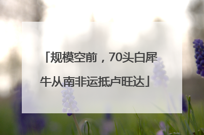 规模空前，70头白犀牛从南非运抵卢旺达