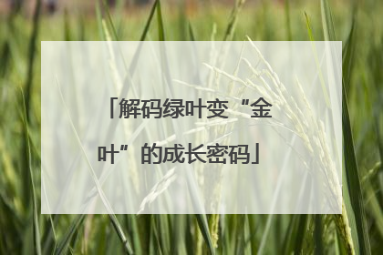 解码绿叶变“金叶”的成长密码