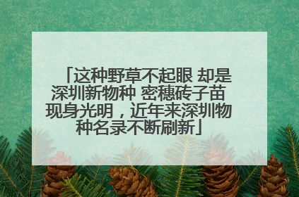 这种野草不起眼 却是深圳新物种 密穗砖子苗现身光明，近年来深圳物种名录不断刷新
