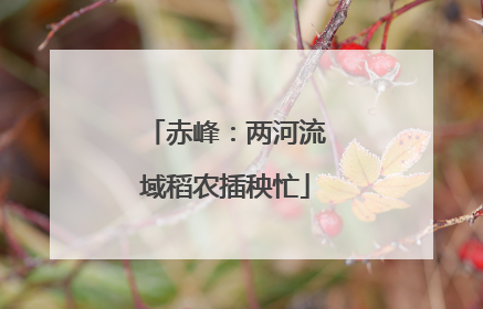 赤峰：两河流域稻农插秧忙