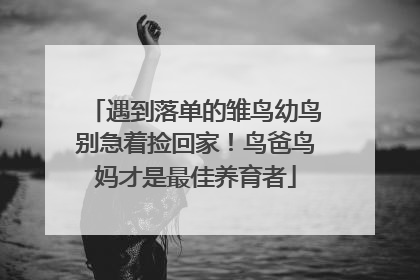 遇到落单的雏鸟幼鸟别急着捡回家！鸟爸鸟妈才是最佳养育者