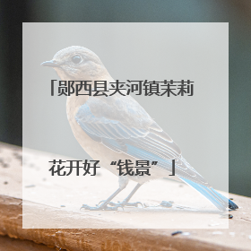郧西县夹河镇茉莉花开好“钱景”