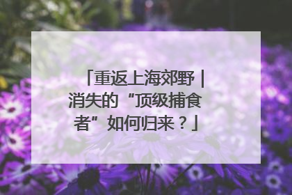 重返上海郊野｜消失的“顶级捕食者”如何归来？