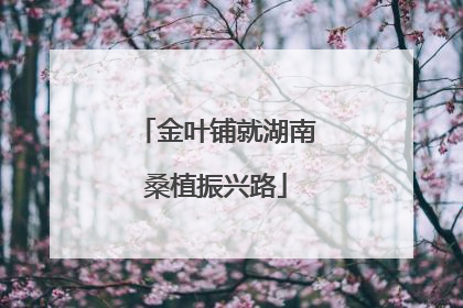 金叶铺就湖南桑植振兴路