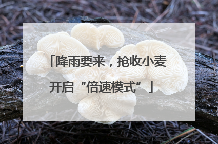 降雨要来，抢收小麦开启“倍速模式”