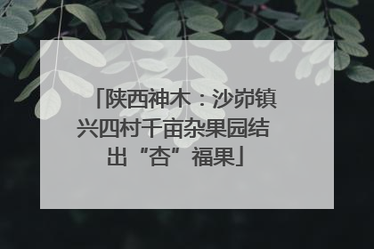 陕西神木：沙峁镇兴四村千亩杂果园结出“杏”福果